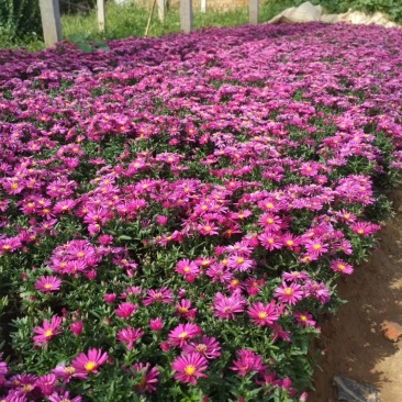 【精品】盆栽荷兰菊花繁色艳，基地量大供应，品质保证