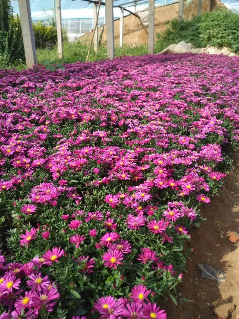 【精品】盆栽荷兰菊花繁色艳，基地量大供应，品质保证