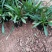 【精品】盆栽荷兰菊花繁色艳，基地量大供应，品质保证
