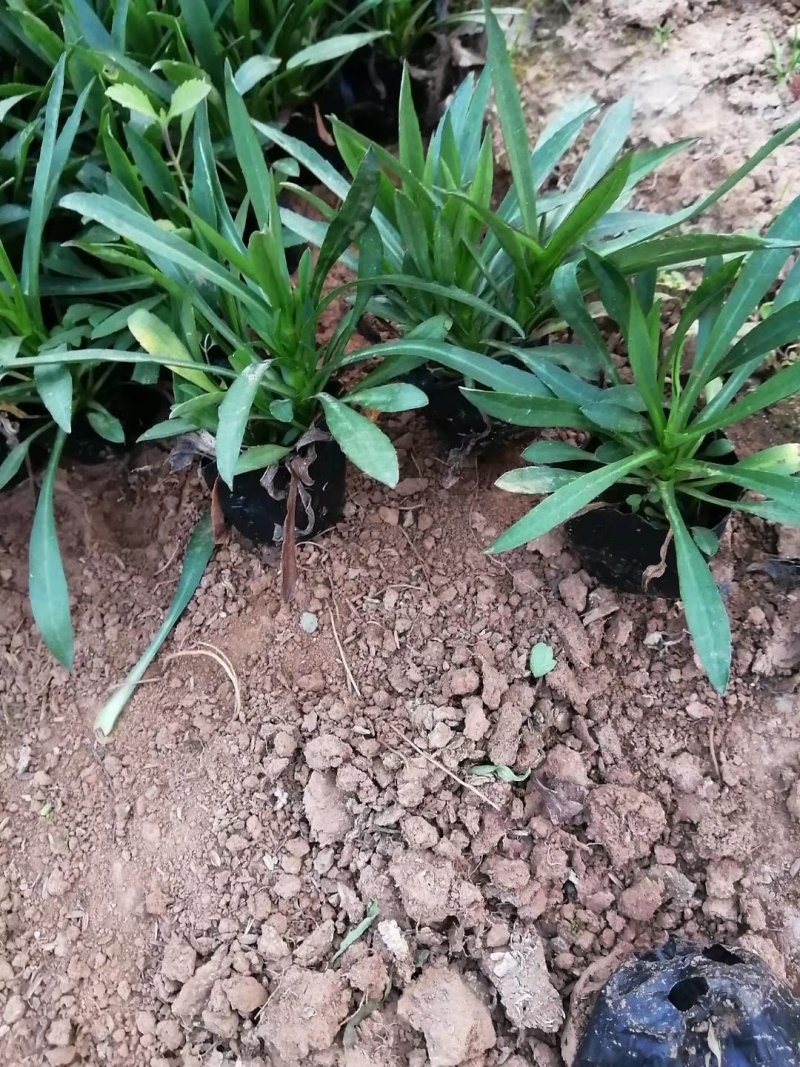 【精品】盆栽荷兰菊花繁色艳，基地量大供应，品质保证