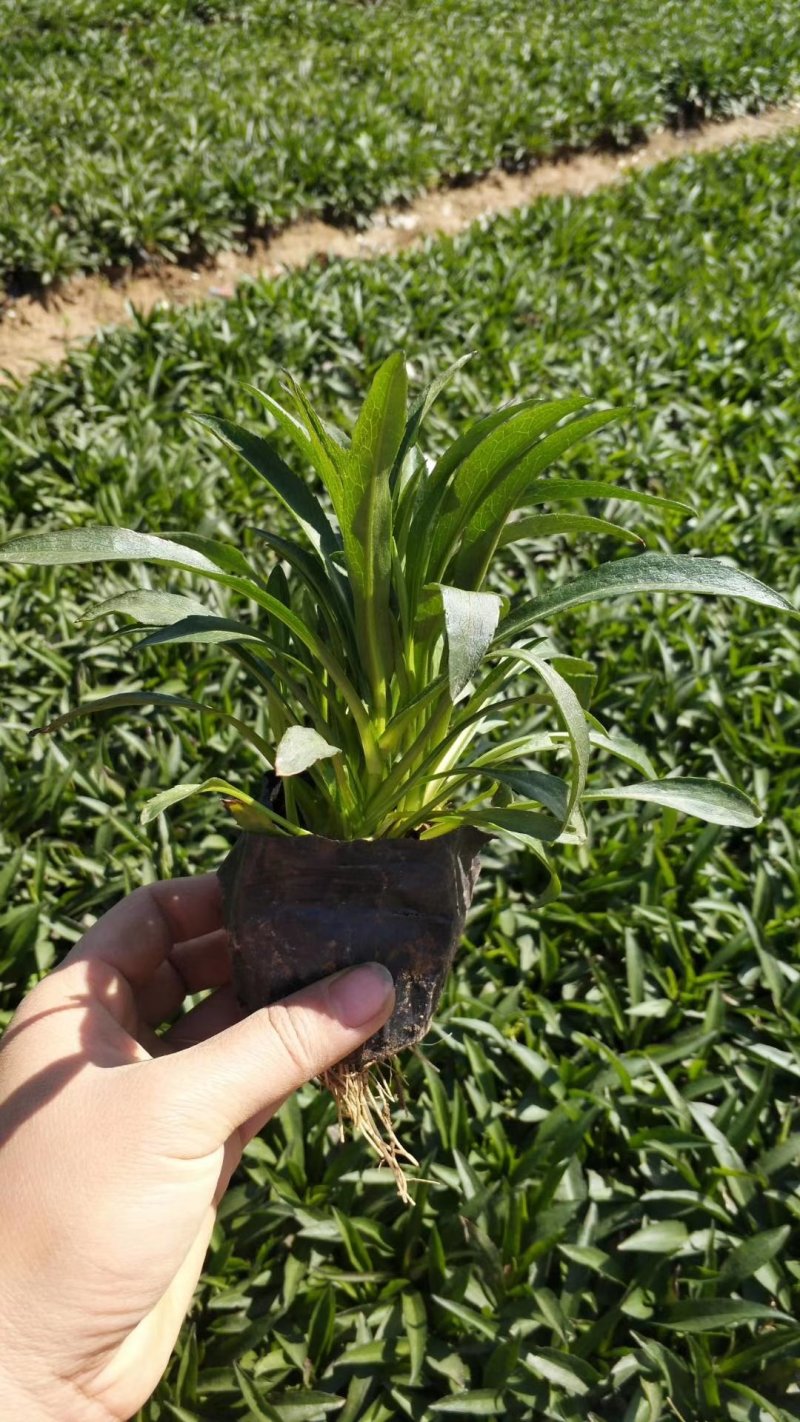 【精品】盆栽荷兰菊花繁色艳，基地量大供应，品质保证