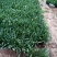 【精品】盆栽荷兰菊花繁色艳，基地量大供应，品质保证