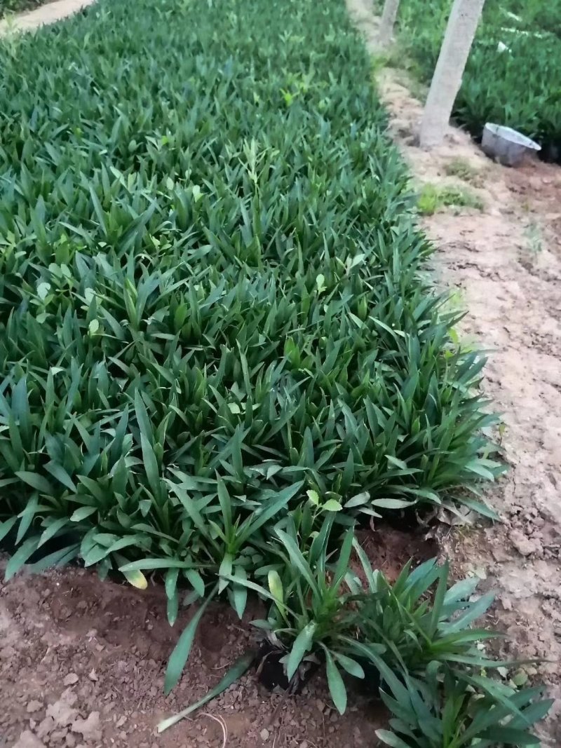 【精品】盆栽荷兰菊花繁色艳，基地量大供应，品质保证