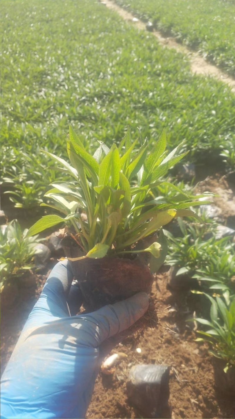 【精品】盆栽荷兰菊花繁色艳，基地量大供应，品质保证