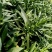 【精品】盆栽荷兰菊花繁色艳，基地量大供应，品质保证