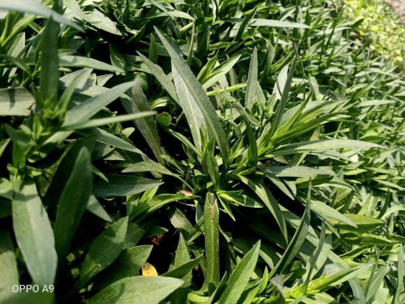 【精品】盆栽荷兰菊花繁色艳，基地量大供应，品质保证