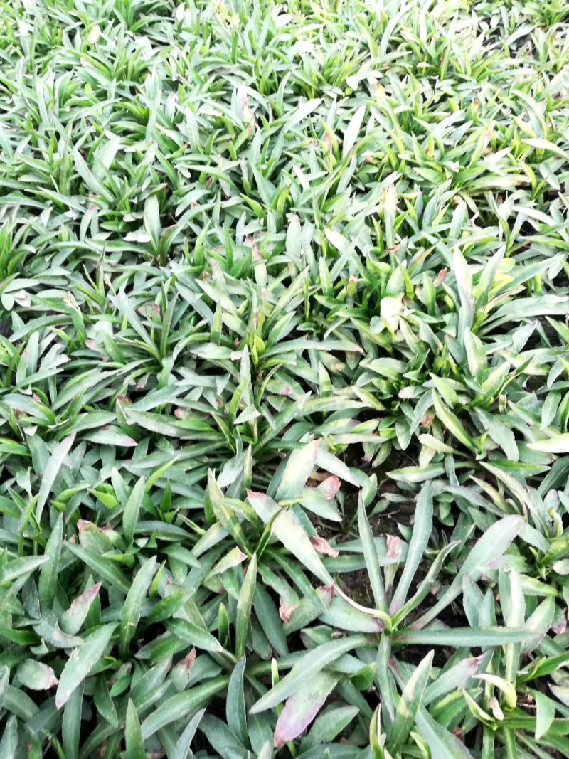 【精品】盆栽荷兰菊花繁色艳，基地量大供应，品质保证
