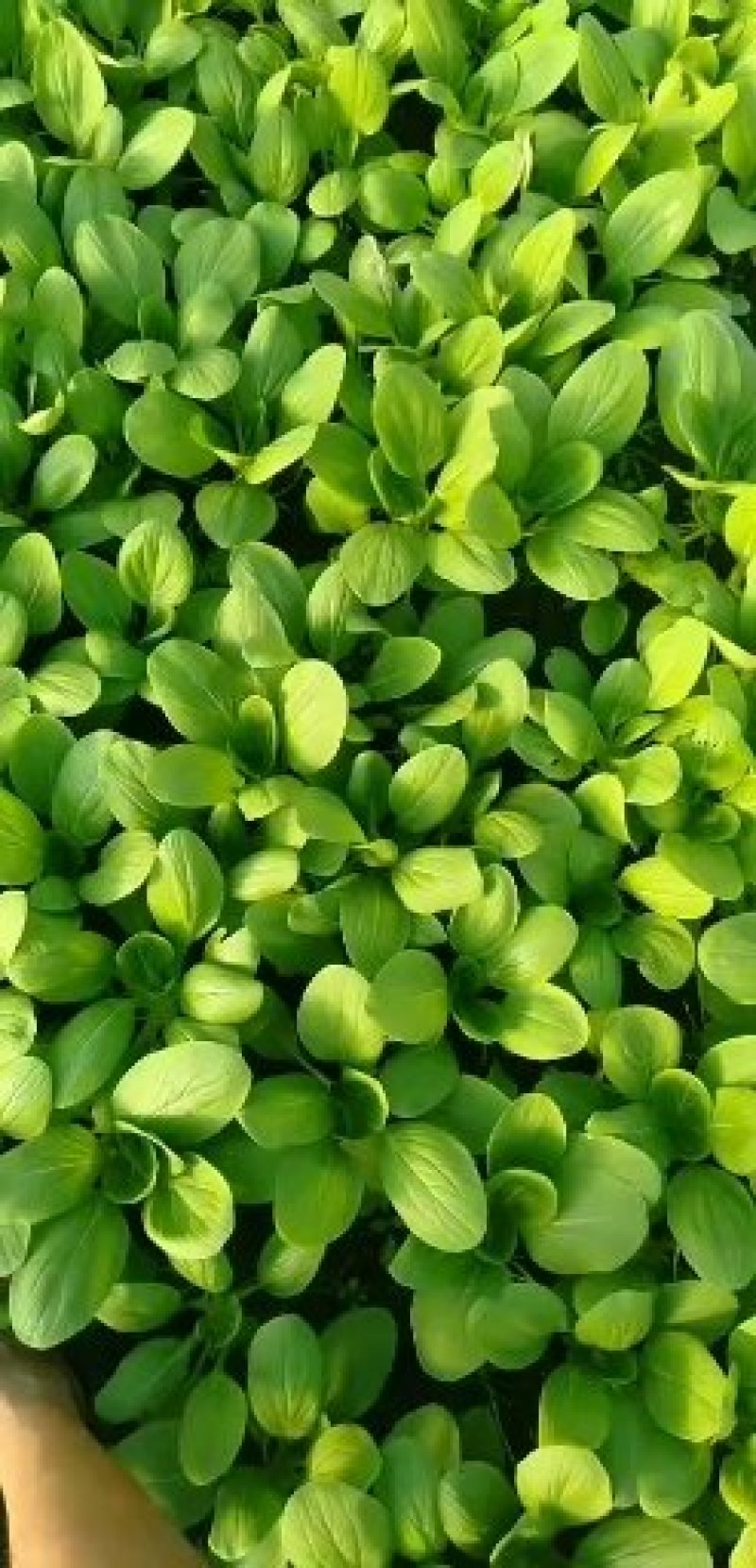 上海青及各类叶菜质量有保证全国代发