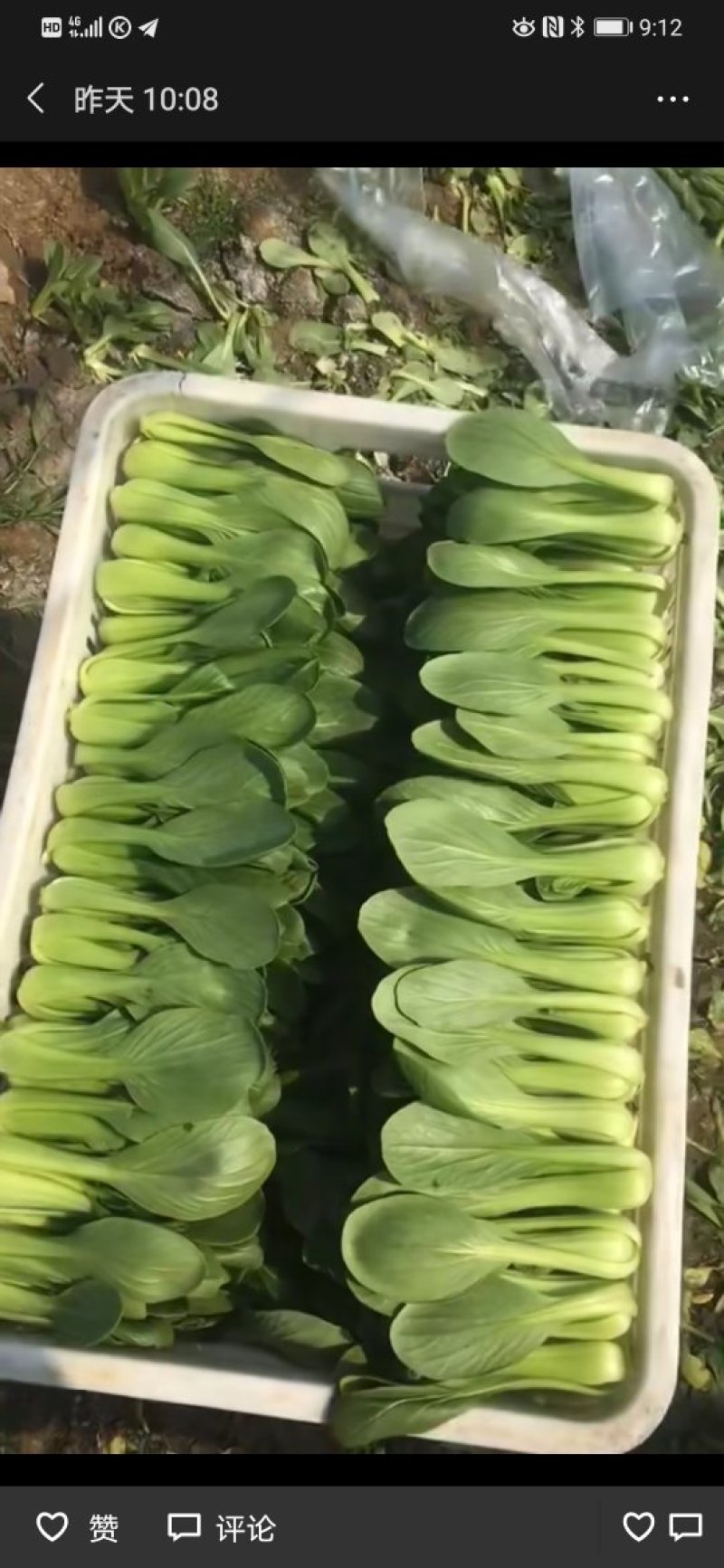 上海青及各类叶菜质量有保证全国代发