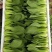 上海青及各类叶菜质量有保证全国代发
