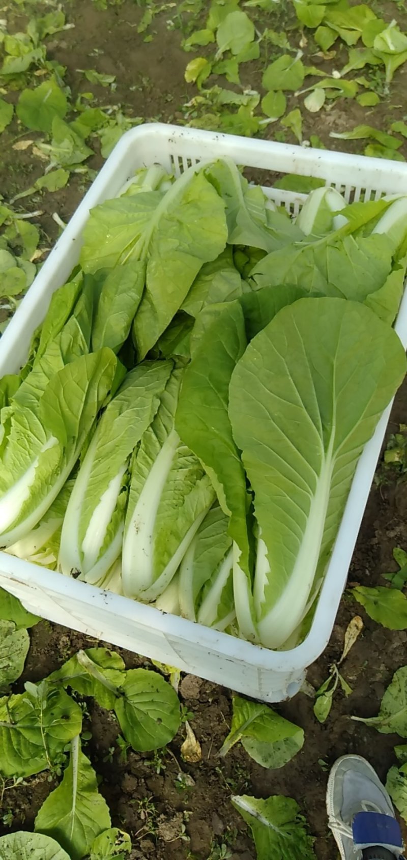 上海青及各类叶菜质量有保证全国代发