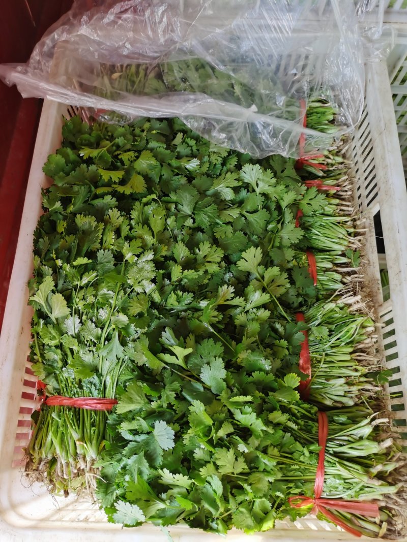 上海青及各类叶菜质量有保证全国代发