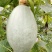 【本周热销产品】橄榄型清蒸金瓜，粉糯香甜，板栗味