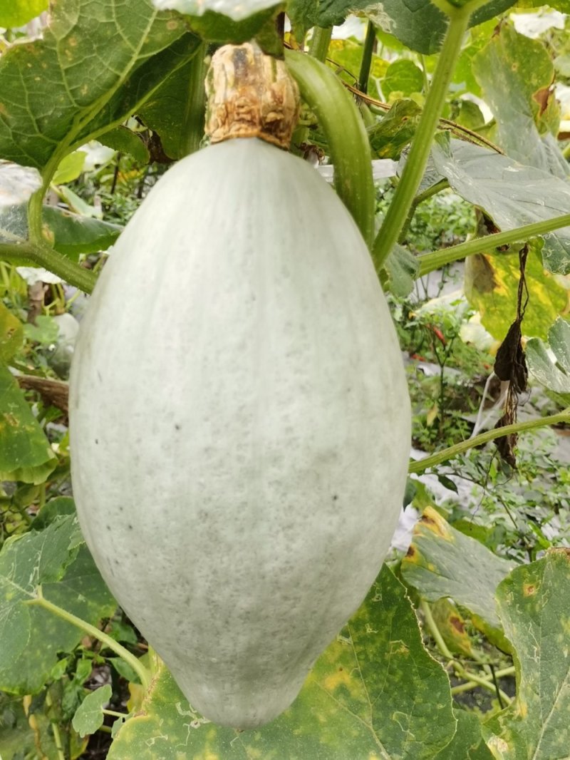 【本周热销产品】橄榄型清蒸金瓜，粉糯香甜，板栗味