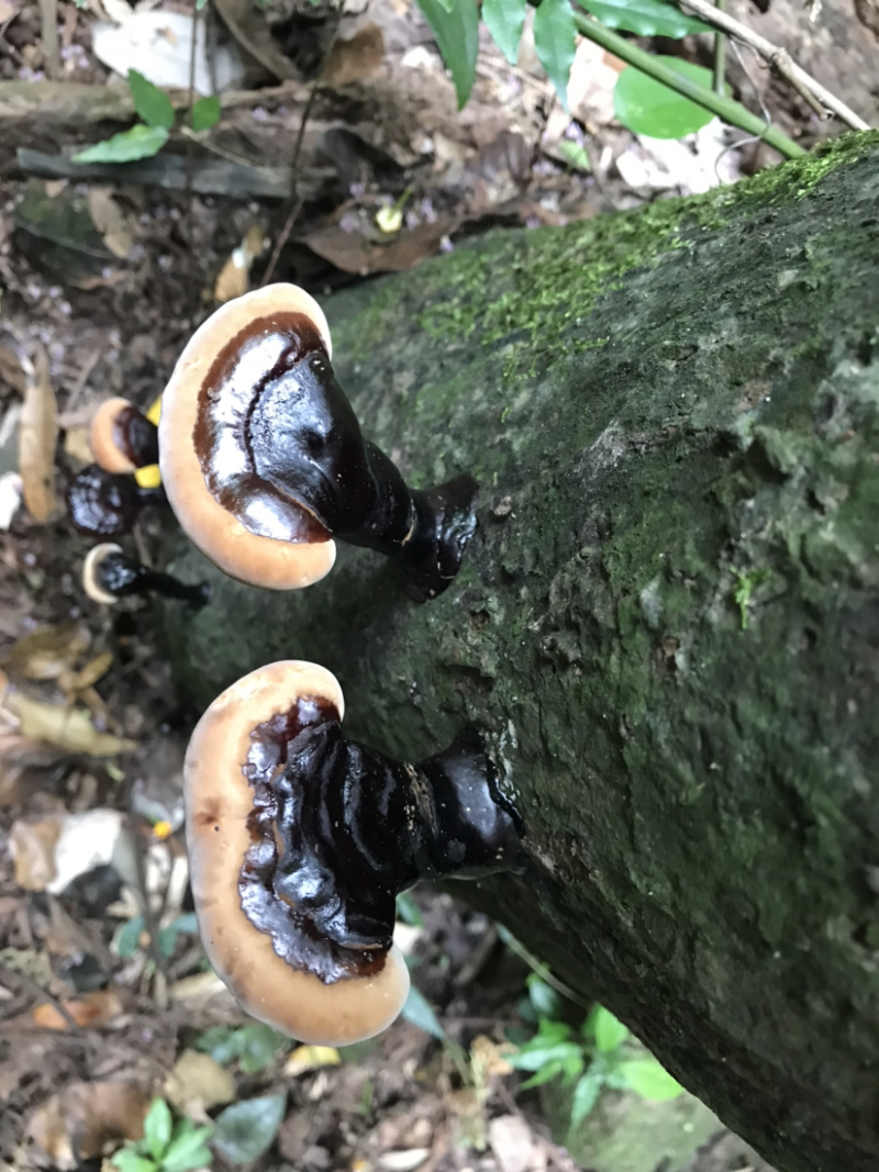广西十万大山野生灵芝生态林区老枫树根生长