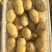 滕州荷兰十五土豆大棚种植，产地直供，货源充足，欢迎采购。