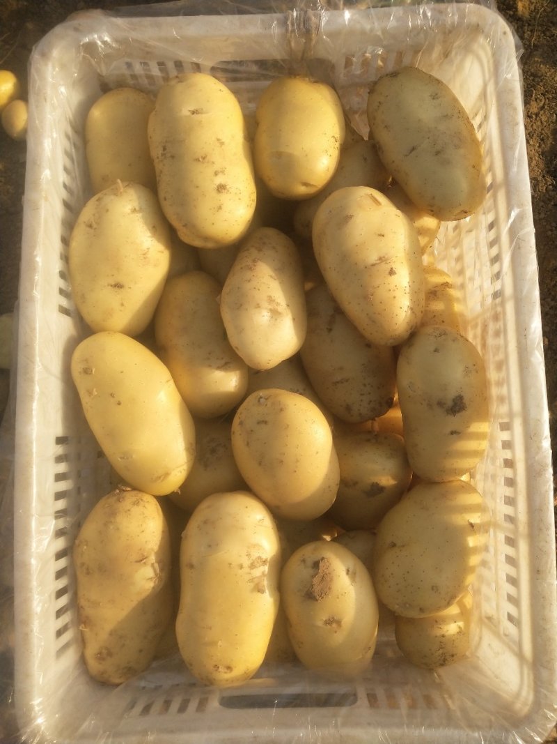 滕州荷兰十五土豆大棚种植，产地直供，货源充足，欢迎采购。