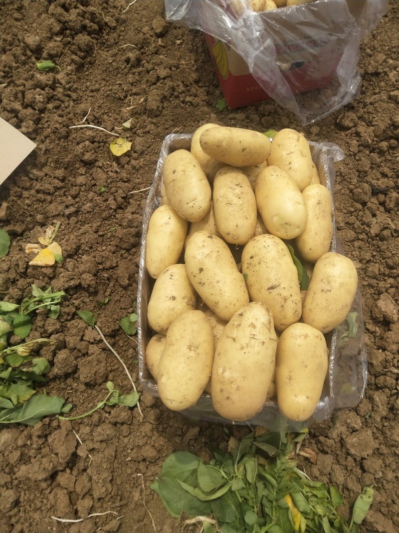 滕州荷兰十五土豆大棚种植，产地直供，货源充足，欢迎采购。