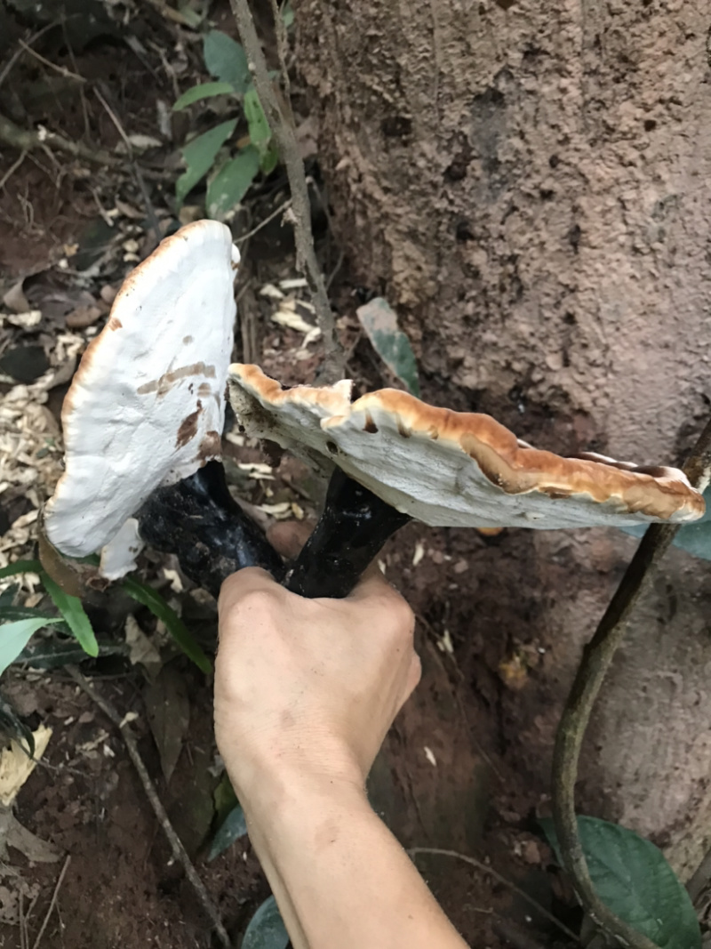 广西十万大山野生灵芝生态林区老枫树根生长