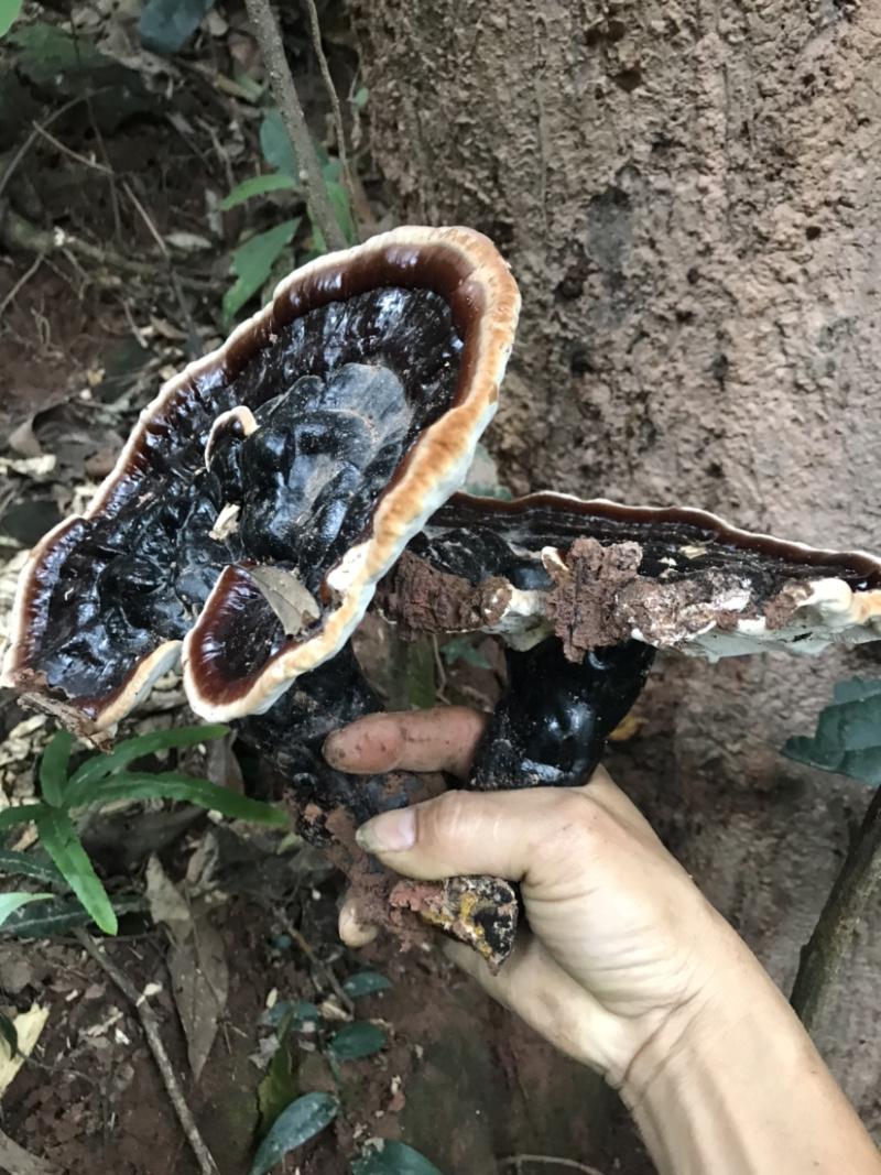 广西十万大山野生灵芝生态林区老枫树根生长
