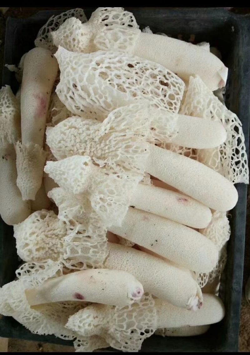 贵州清香型红托竹荪