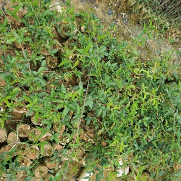 种苗无刺金樱子