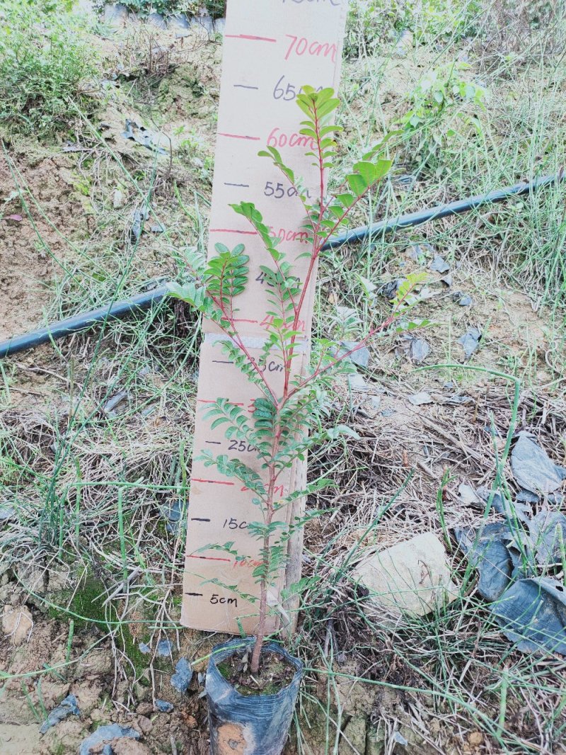 清香木苗绿化工程苗通货