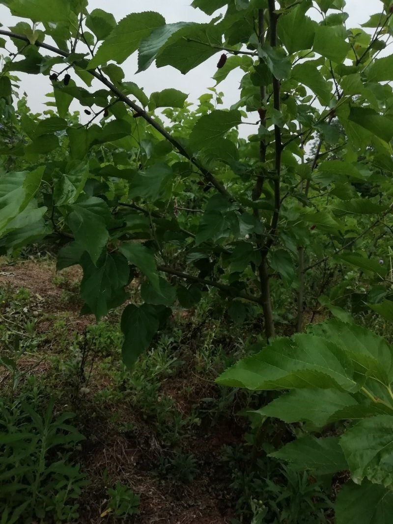 桑树苗，以挂果，大树，便宜处理