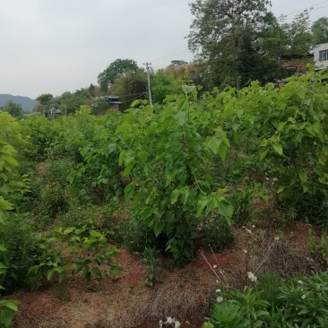 桑树苗，以挂果，大树，便宜处理