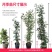 @甜蜜红木香花苗黄色木香花四季开花浓香红色爬藤植物七里香