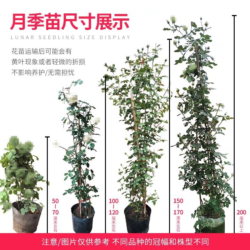 @甜蜜红木香花苗黄色木香花四季开花浓香红色爬藤植物七里香
