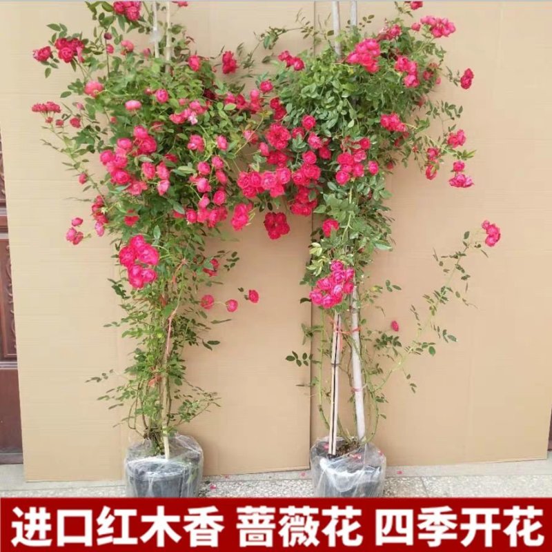 @甜蜜红木香花苗黄色木香花四季开花浓香红色爬藤植物七里香