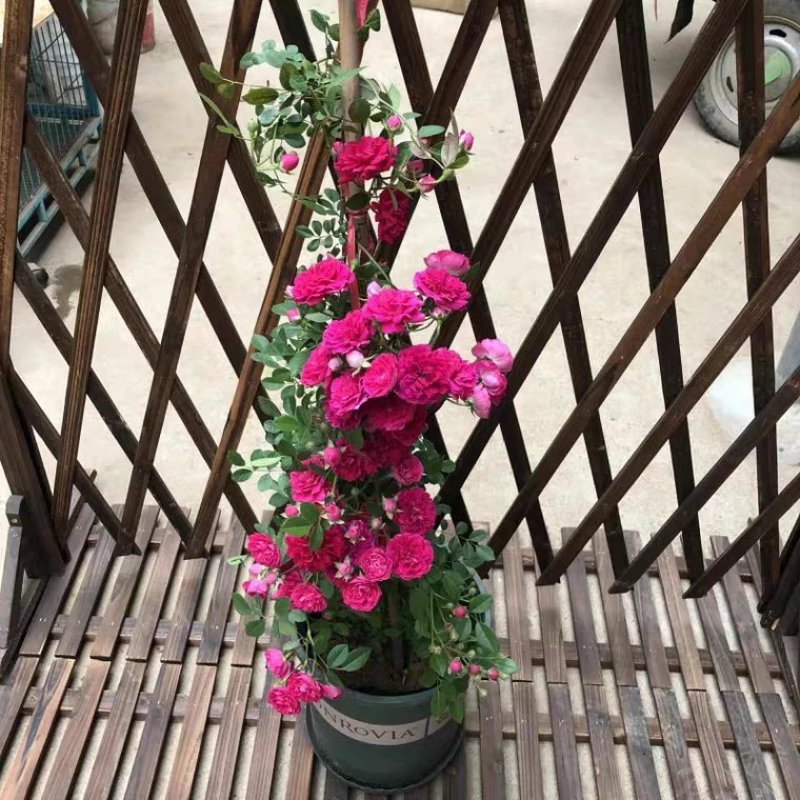@甜蜜红木香花苗黄色木香花四季开花浓香红色爬藤植物七里香