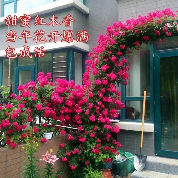 @甜蜜红木香花苗黄色木香花四季开花浓香红色爬藤植物七里香