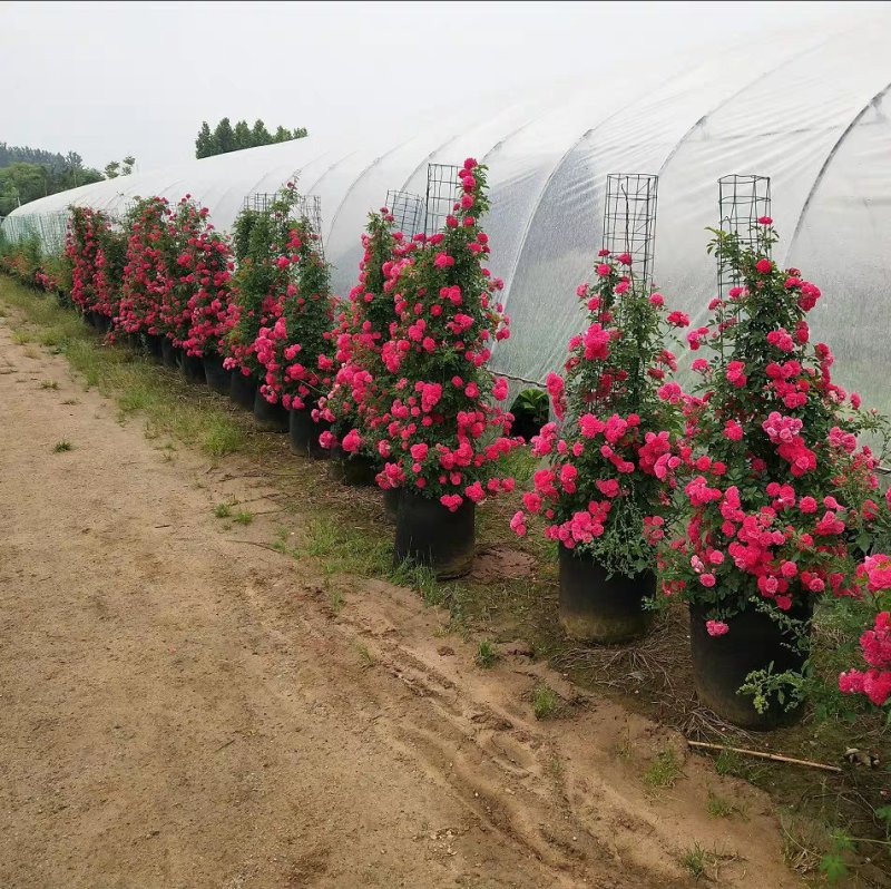 @甜蜜红木香花苗黄色木香花四季开花浓香红色爬藤植物七里香