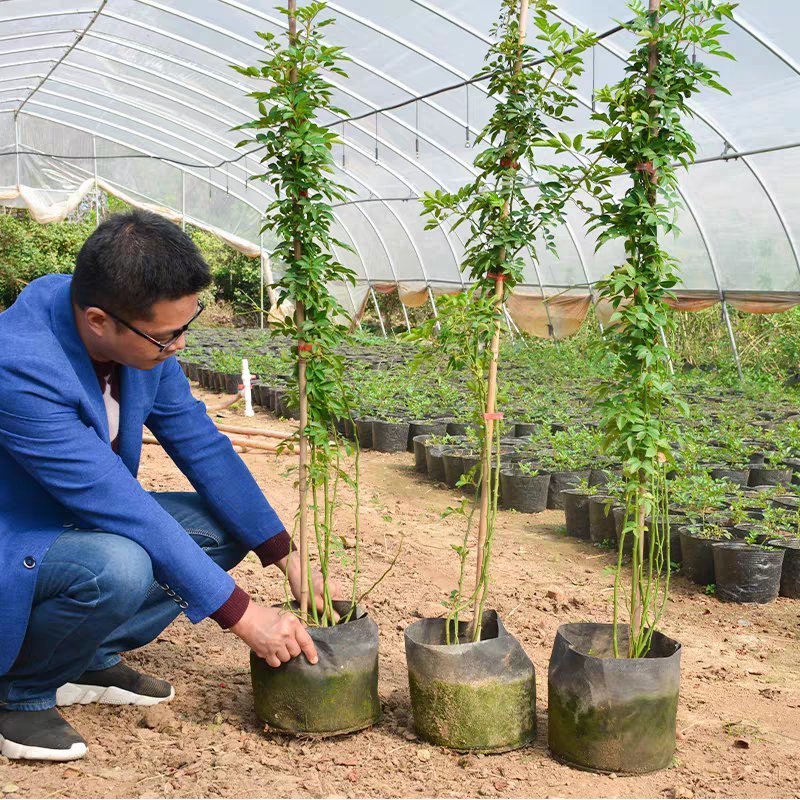 @甜蜜红木香花苗黄色木香花四季开花浓香红色爬藤植物七里香