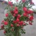 @甜蜜红木香花苗黄色木香花四季开花浓香红色爬藤植物七里香