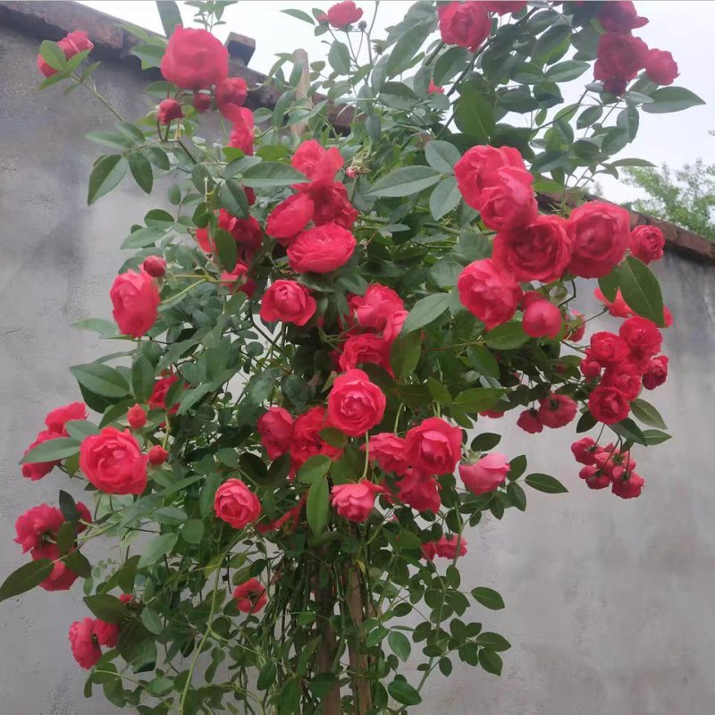 @甜蜜红木香花苗黄色木香花四季开花浓香红色爬藤植物七里香