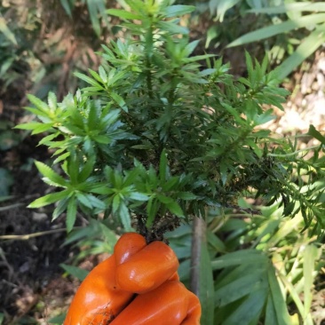 千层塔大叶小叶千层塔
