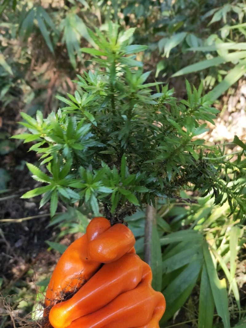 千层塔大叶小叶千层塔