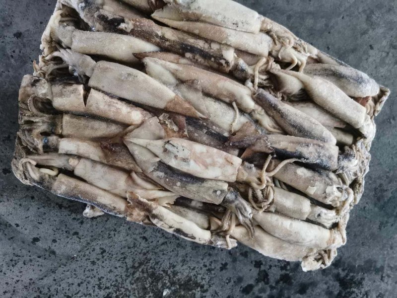 鱿鱼原条北朝真鱿船冻鱿鱼原条坐标丹东东港海源水产