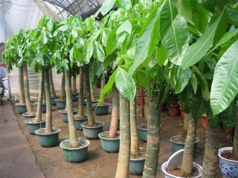 发财树盆景室内室外易播种四季景观发财树种子室外