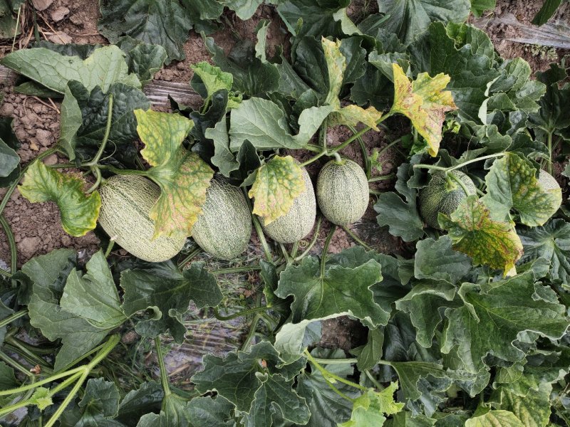 西州蜜西州蜜瓜25号香瓜哈密瓜甜瓜西瓜