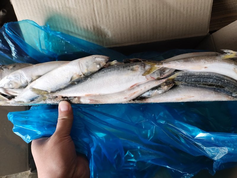 鲐鲅鱼鲐鱼青鱼青占鱼大量有货坐标丹东东港海源水产
