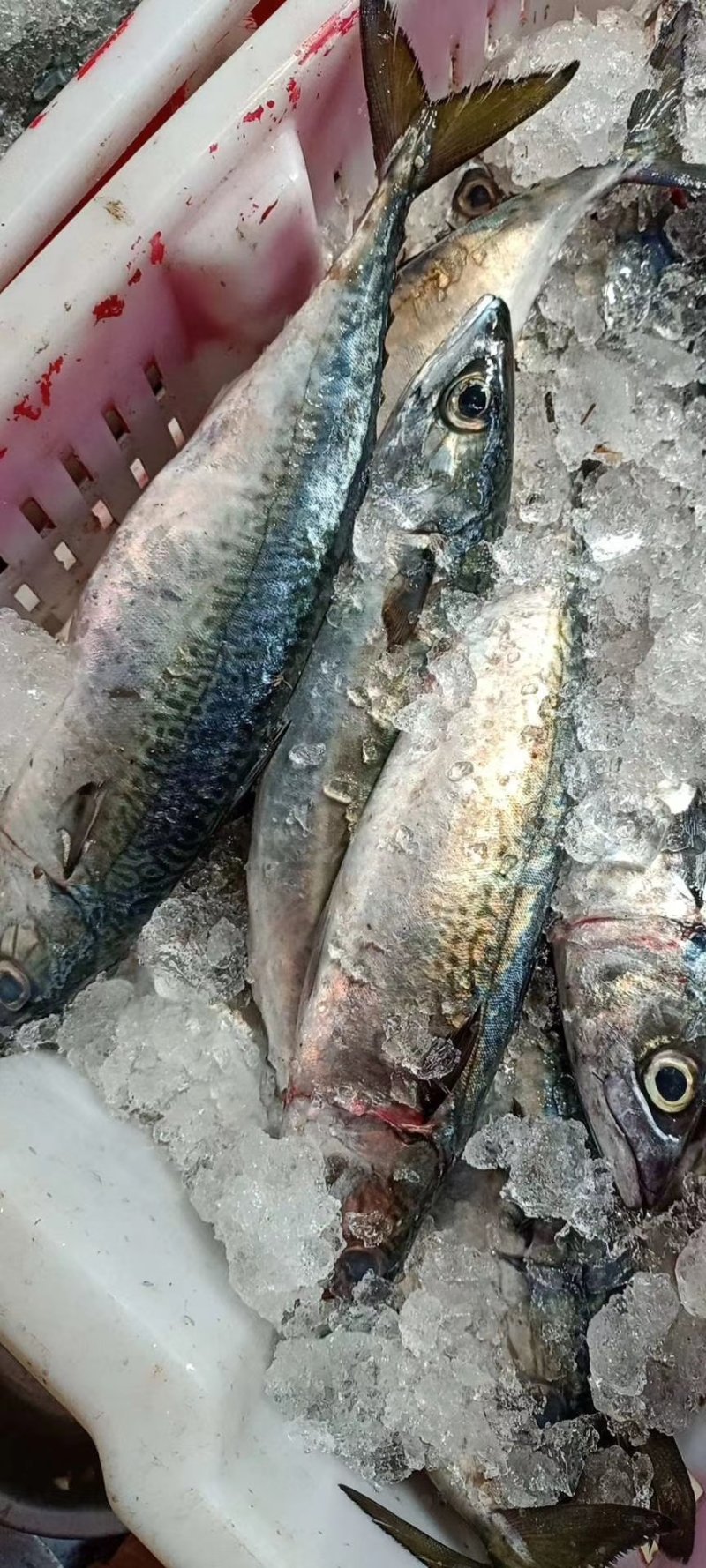 鲐鲅鱼鲐鱼青鱼青占鱼大量有货坐标丹东东港海源水产