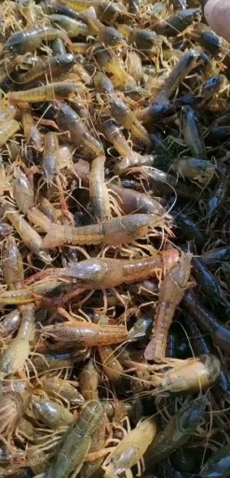 供应龙虾苗，种虾，水草，饲料，技术帮助水质检测可开发票