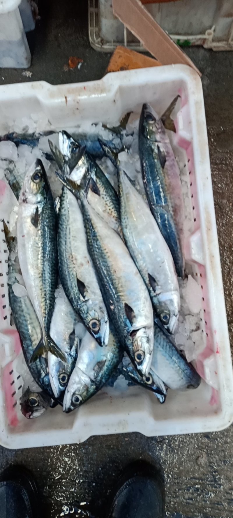 鲐鲅鱼鲐鱼青鱼青占鱼大量有货坐标丹东东港海源水产