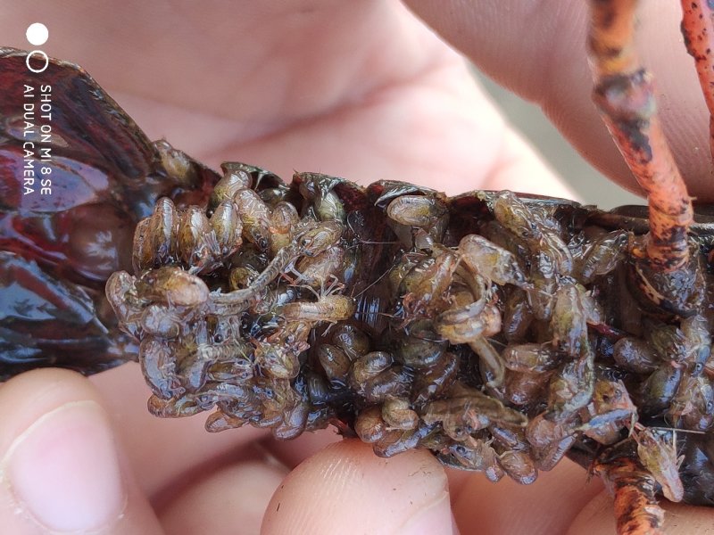 供应龙虾苗，种虾，水草，饲料，技术帮助水质检测可开发票