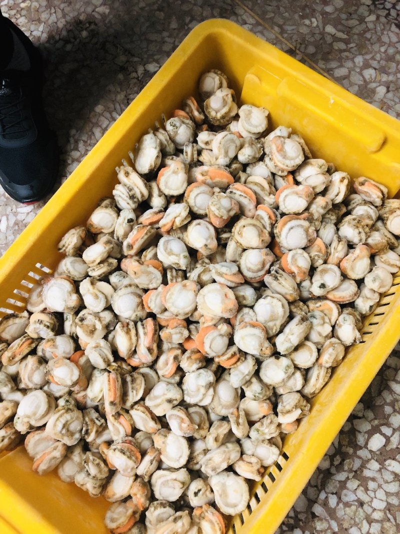 扇贝肉夏邑贝肉港湾贝肉直孔贝肉坐标丹东东港海源水产