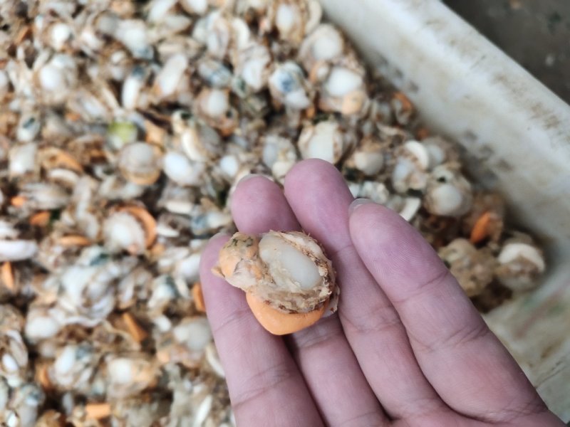 扇贝肉夏邑贝肉港湾贝肉直孔贝肉坐标丹东东港海源水产